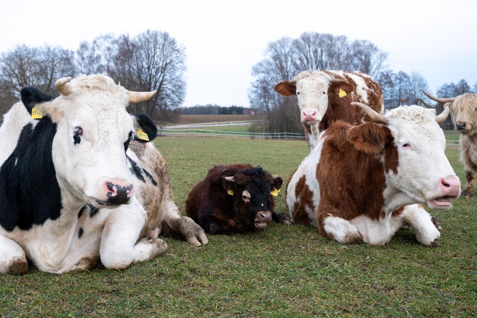 Dem Schlachter entkommen: Mini-Stier lebt auf dem Gnadenhof - [GEO]