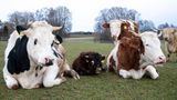 Mini-Stier Napoleon liegt zwischen zwei Kühen