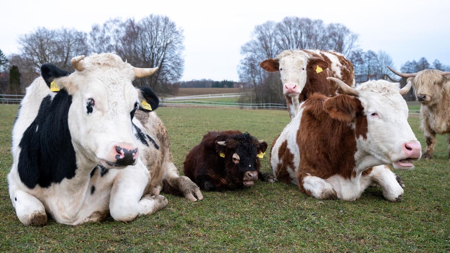 Umzug durch Zufall Mini-Stier Napoleon liegt zwischen zwei Kühen