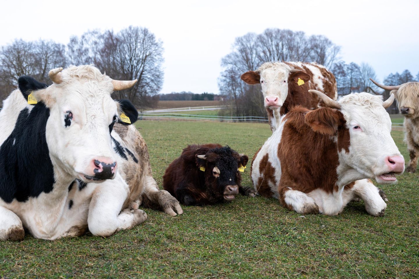 Umzug durch Zufall Mini-Stier Napoleon liegt zwischen zwei Kühen