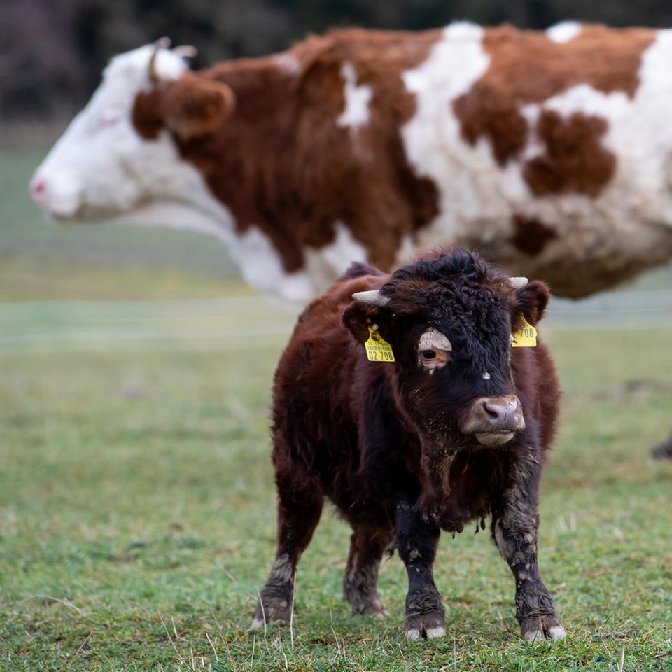 Mini-Stier Napoleon auf der Wiese
