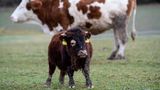 Mini-Stier Napoleon auf der Wiese