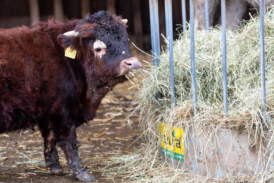 Dem Schlachter entkommen: Mini-Stier lebt auf dem Gnadenhof - [GEO]