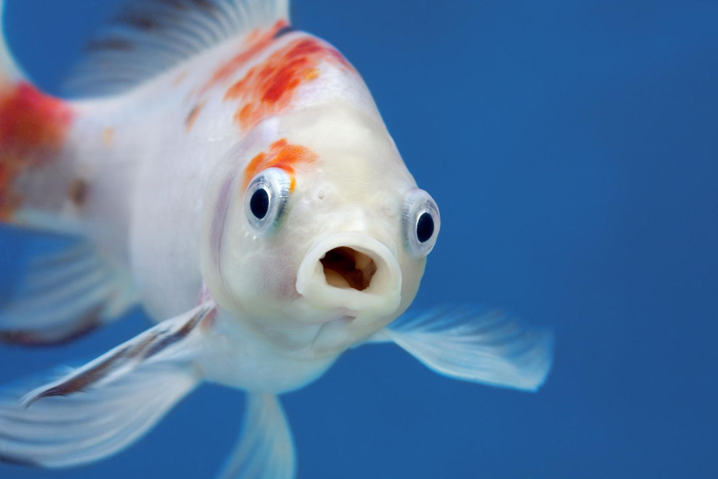 Physik im Alltag: Warum können Fische unter Wasser atmen?