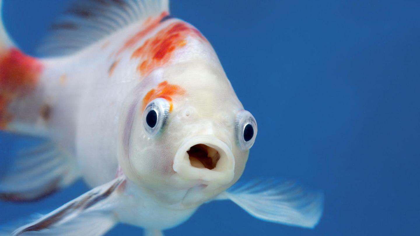 Physik im Alltag: Warum können Fische unter Wasser atmen? Physik im Alltag: Warum können Fische unter Wasser atmen?