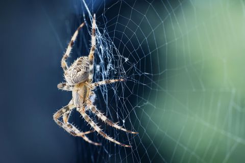 Physik im Alltag: Warum ist ein Spinnenfaden stärker als Stahl?