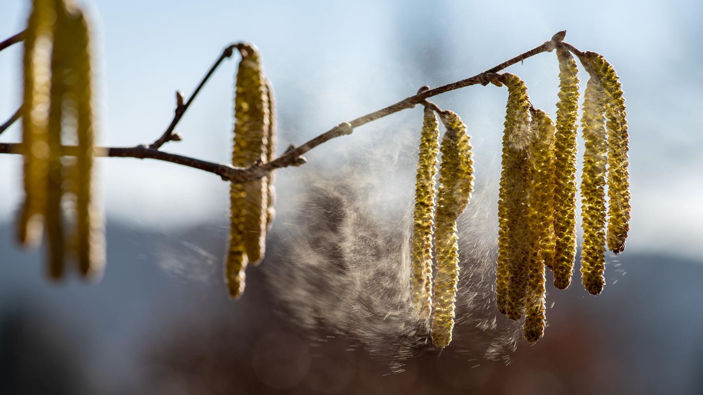 Studie: Viele Pflanzen blühen einen Monat früher - das könnte gravierende Folgen haben