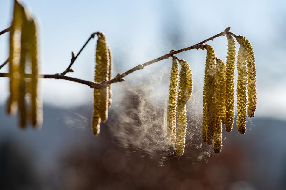 Studie: Viele Pflanzen blühen einen Monat früher - das könnte gravierende Folgen haben