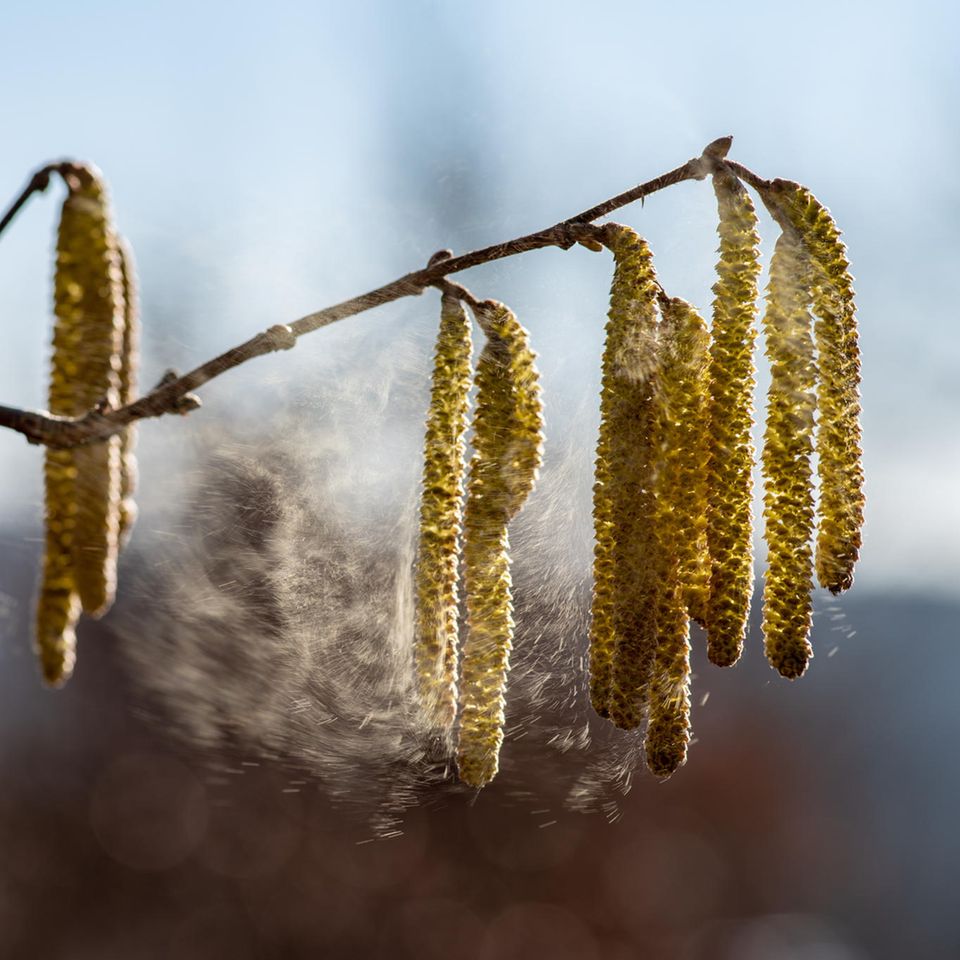 Studie: Viele Pflanzen blühen einen Monat früher - das könnte gravierende Folgen haben