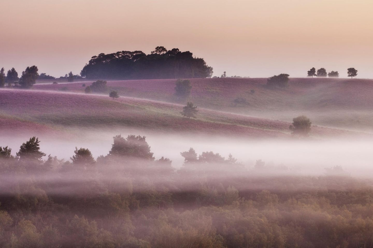 New Forest in Hampshire und Wiltshire New Forest in Hampshire und Wiltshire