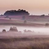 New Forest in Hampshire und Wiltshire