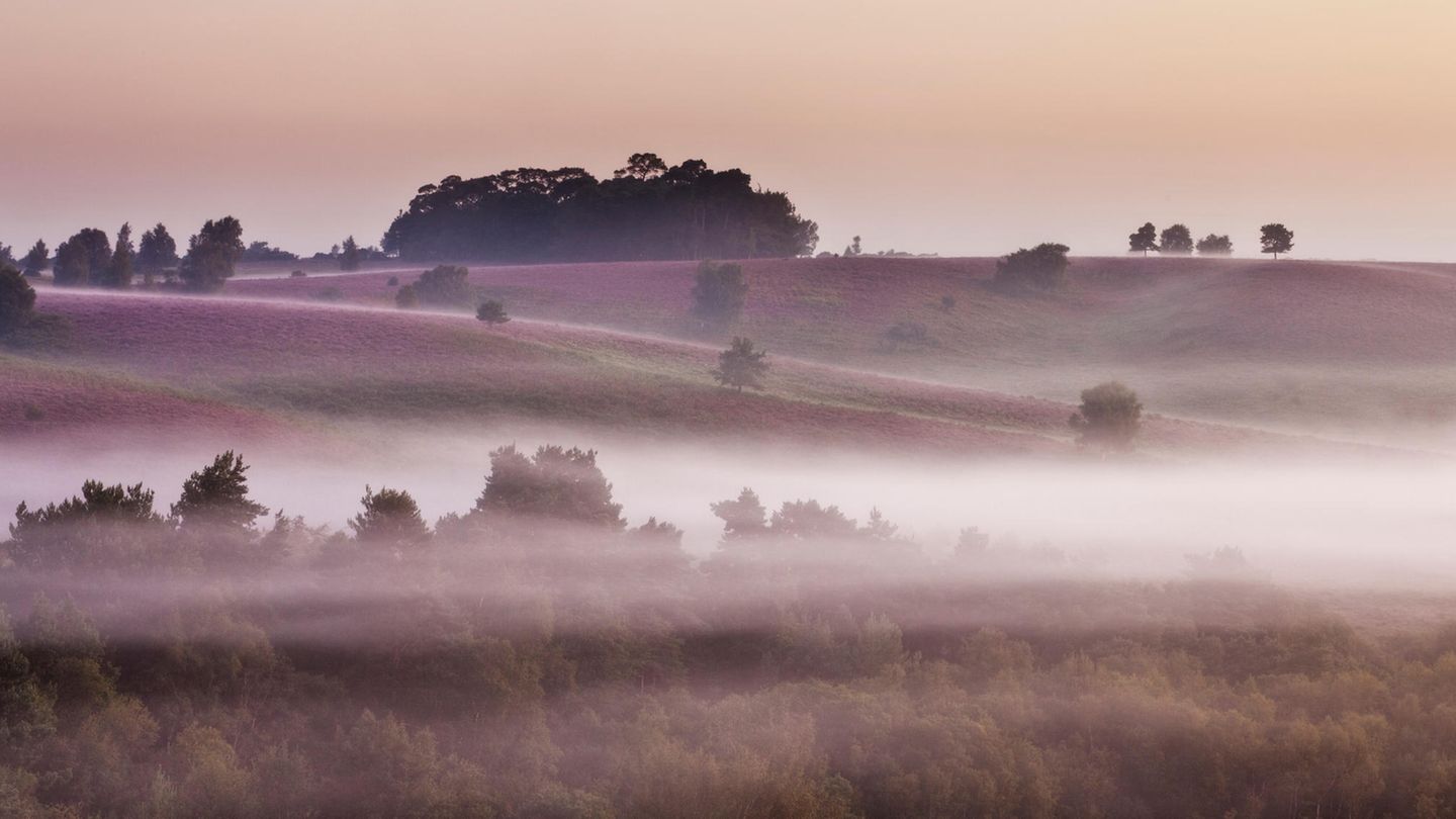 New Forest in Hampshire und Wiltshire