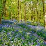Wendover Woods in Buckinghamshire