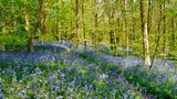 Wendover Woods in Buckinghamshire