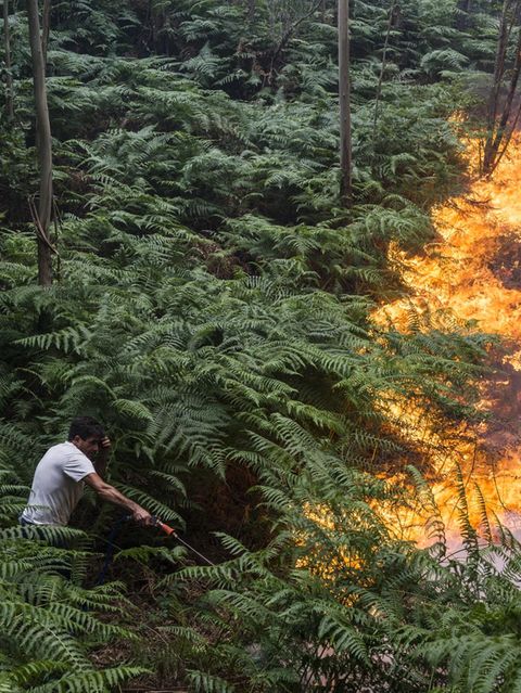 Rund 50 Kilometer südlich von Coimbra, Portugal, versucht ein Mann im Jahr 2017 am Rand eines Megawaldbrands Flammen einzudämmen. Eine große Frage der Wissenschaft aber lautet: Ist es sinnvoll, jegliches Züngelnzu eliminieren?