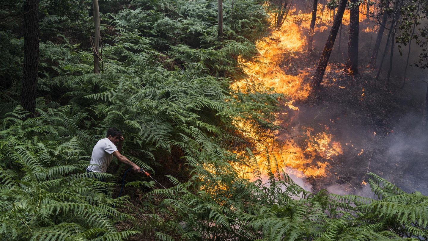 Feuergefahr: So schützen wir uns und unsere Wälder - [GEO]