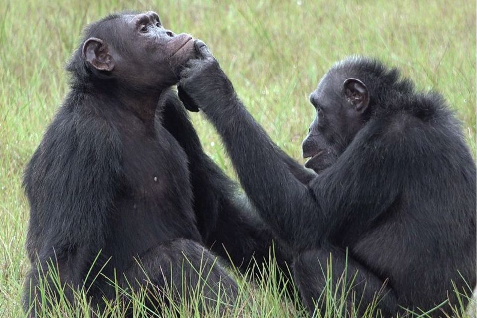 Schimpansen nutzen Insekten als Medizin gegen Wunden