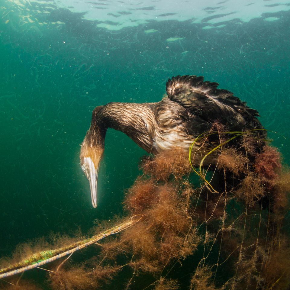 Komoran verendet im Wasser