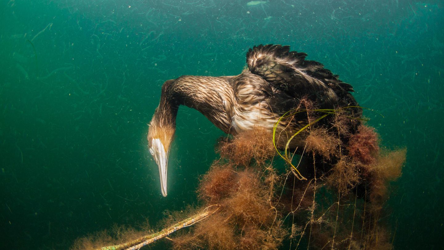 Komoran verendet im Wasser