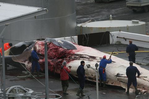 Finnwale sind nach den Blauwalen die zweitgrößten Lebewesen der Erde. Noch 2018 töteten isländische Walfänger 146 von ihnen
