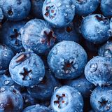 Viele tiefblaue Heidelbeeren