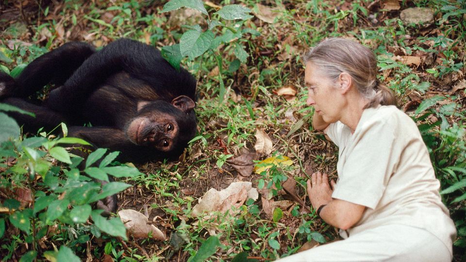Jane Goodall mit Menschenaffe
