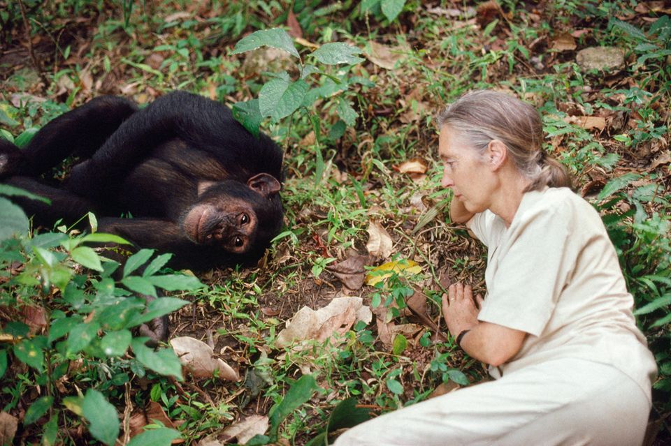 Jane Goodall mit Menschenaffe