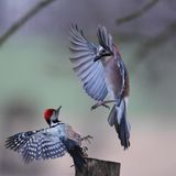 08.02.2022      "Immer wieder versuchte der Eichelhäher den viel kleineren Mittelspecht zu vertreiben , aber meist ohne Erfolg."      Ort: Hessen, Taunusstein  Kamera: Nikon Z6-2, VR 200-400mm 1:4G-VR. 8400mm)-ISO 3200, 1/1600s f4