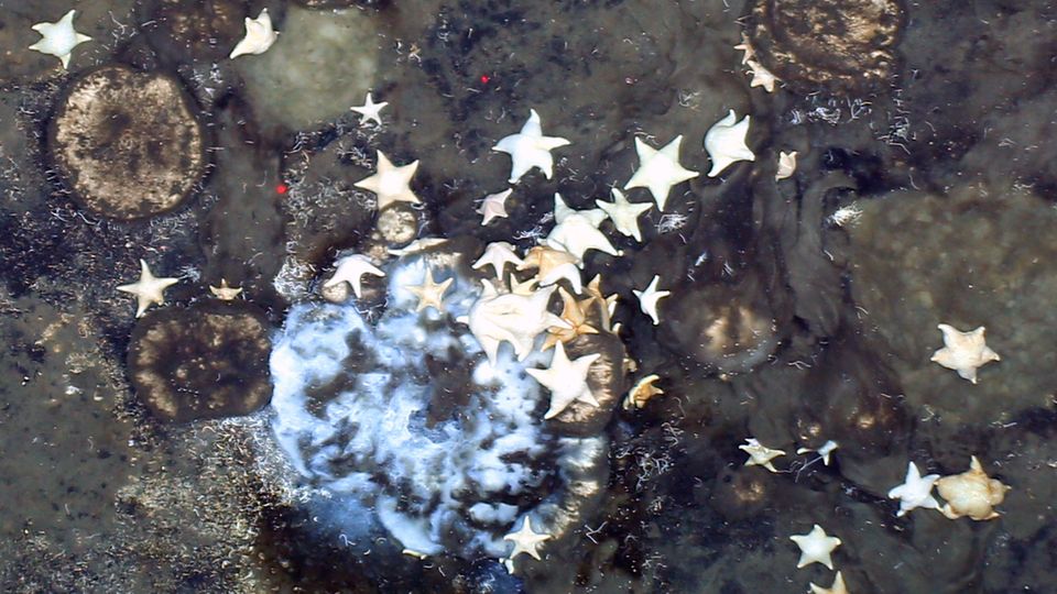 Schwämme in der arktischen Tiefsee Schwämme in der arktischen Tiefsee