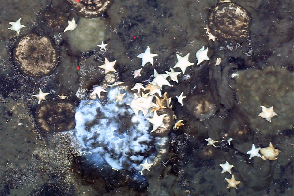 Schwämme in der arktischen Tiefsee