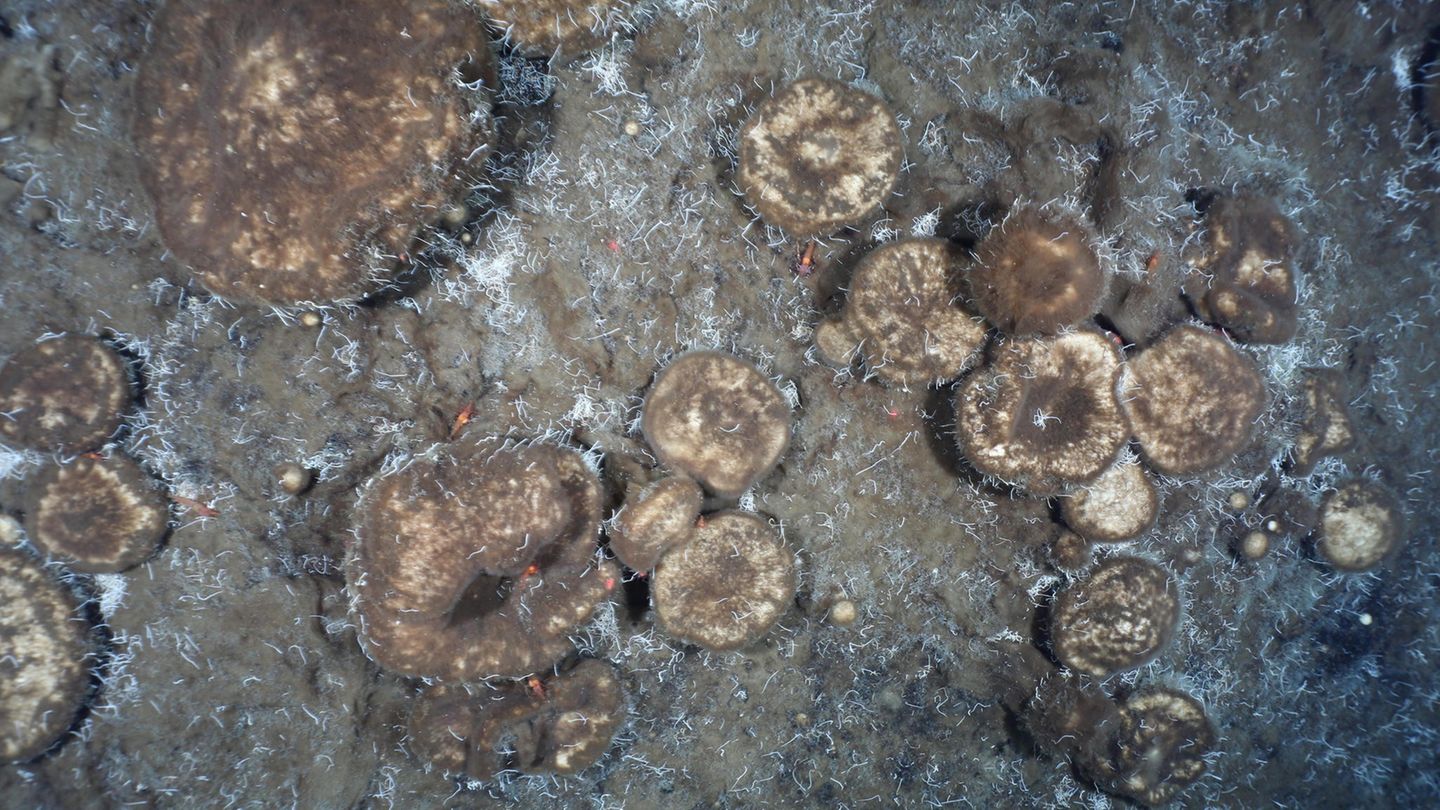 Schwammgärten in der Tiefsee
