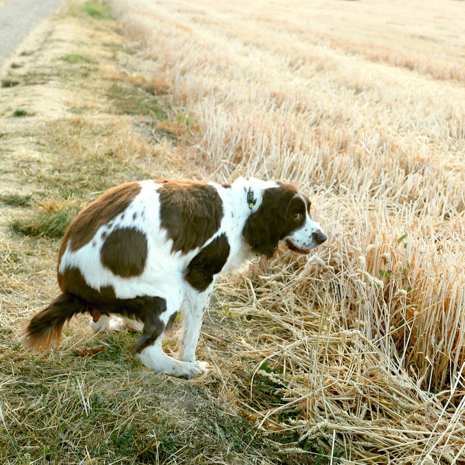 Hund kackt in einem ländlichen Gebiet am Wegesrand