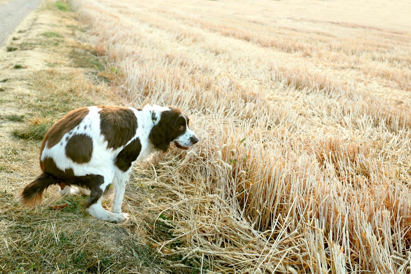 Hund kackt in einem ländlichen Gebiet am Wegesrand