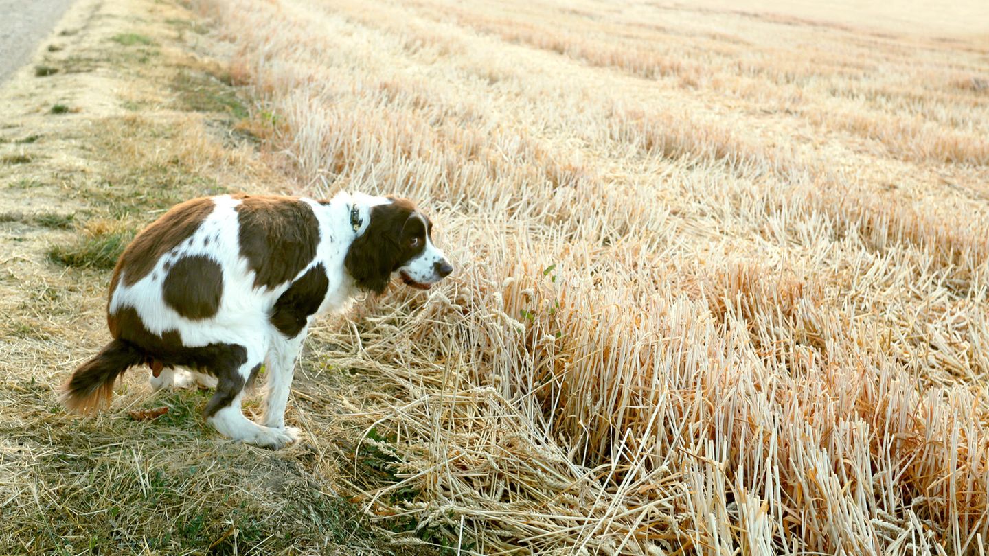 Hund kackt in einem ländlichen Gebiet am Wegesrand