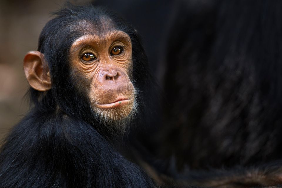 Revolution der Gesetzgebung: Grundrechte für Affen, Schweine und Wälder: Wie viel Moral trauen wir uns zu?