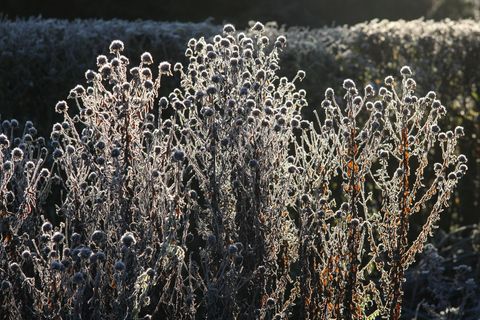 Verblühte Stauden bieten auch im Winter noch vielen Tieren Unterschlupf und Nahrung