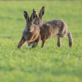 14.02.2022      "Es ist Ende Januar und die ersten Feldhasen sind unterwegs. Ich beobachte das muntere Treiben in der letzten Abendsonne und freue mich schon auf den Frühling."      Ort: Trebur  Kamera: Nikon D 500, Nikon 300 mm 4/Pf + 1.4 TC