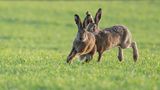 14.02.2022      "Es ist Ende Januar und die ersten Feldhasen sind unterwegs. Ich beobachte das muntere Treiben in der letzten Abendsonne und freue mich schon auf den Frühling."      Ort: Trebur  Kamera: Nikon D 500, Nikon 300 mm 4/Pf + 1.4 TC