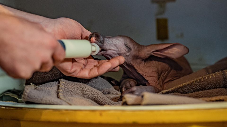 Erdferkel Dobby wird im Chester Zoo mit der Flasche gefüttert Erdferkel Dobby wird im Chester Zoo mit der Flasche gefüttert
