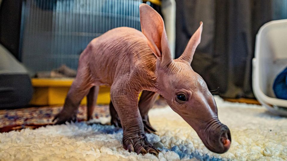 Erdferkel "Dobby" auf Erkundungstour Erdferkel "Dobby" auf Erkundungstour