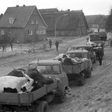 Berge von totem Vieh