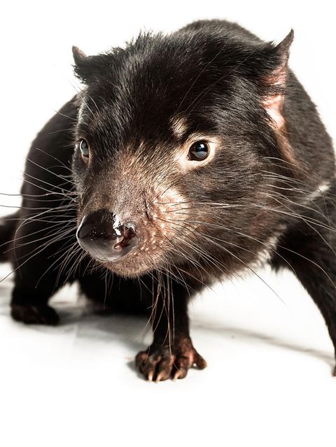 Tasmanischer Teufel starrt in die Kamera