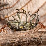 //CUPOTY-© Roman Willi-Teamwork//  //CREDIT// © Roman Willi | cupoty.com  //SUBHEAD// Finalist  Name: Roman Willi  Title: Teamwork  Nationality: Swiss  Occupation: Multimedia producer  Further info: www.romanwilli.com, Instagram: @romanwilliphotography, Facebook: romanwilliphotography, Twitter: romanwilliphoto, Flickr: 151534738@N06/      ‘I saw two ants carrying a weevil in Monteverde, Costa Rica, and quickly took a shot from afar – I wanted to make sure I got at least one picture of this special moment. When I approached closer to get a better picture, the ants were already gone. As a result, the image is cropped quite a lot. I used flash and a DIY diffuser to freeze the action.’