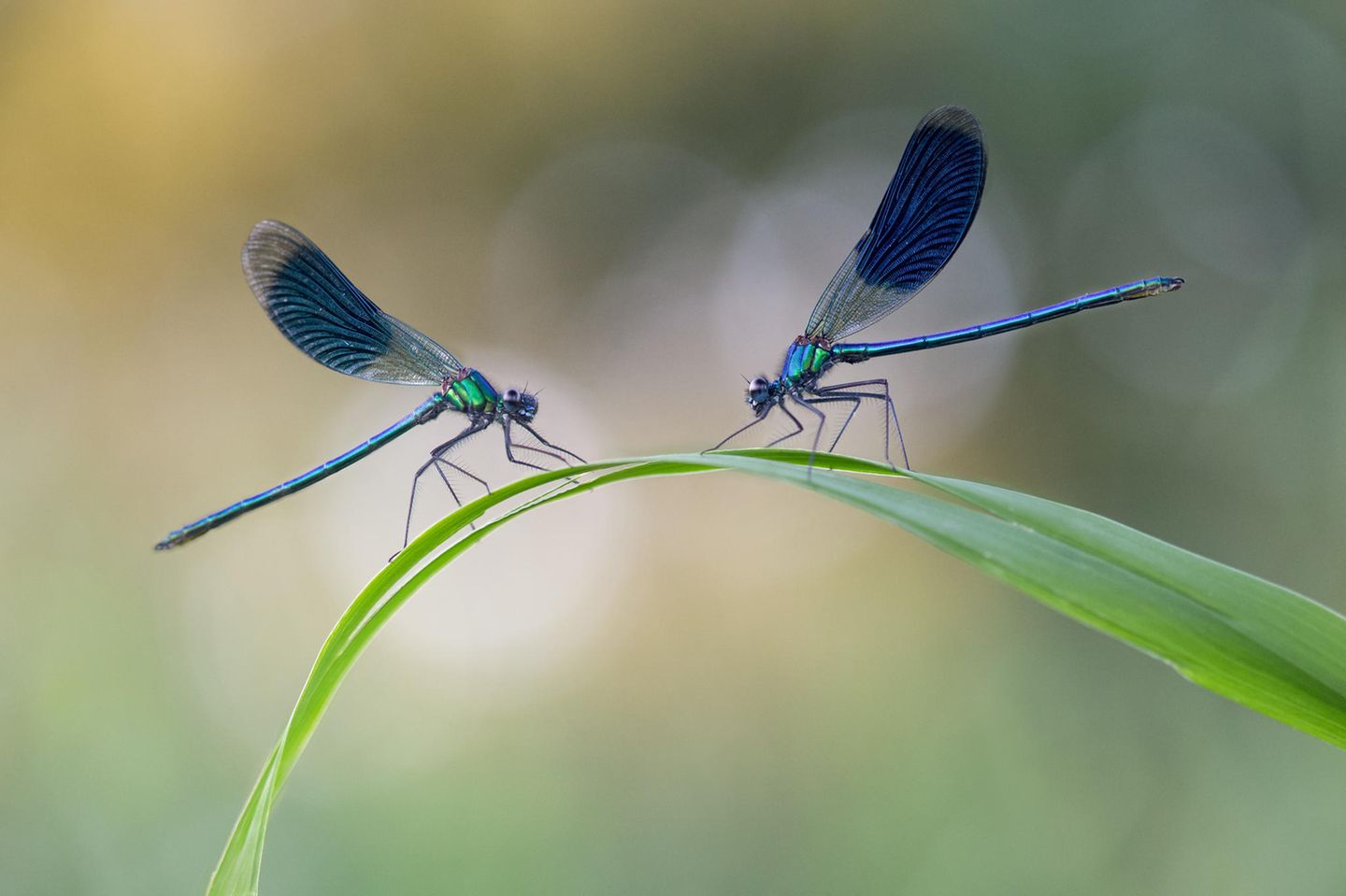 //CUPOTY-© Roelof de Hoog-Blue Beauty Morning//  //CREDIT// © Roelof de Hoog | cupoty.com  //SUBHEAD// Finalist  Name: Roelof de Hoog  Title: Blue Beauty Morning  Nationality: Dutch  Occupation: IT engineer  Further info: www.roelofdehoog.com, Instagram: @roelofdehoog      ‘Damselflies like running water, so early one summer’s morning I headed to a brook to see what I could find. After a while I came across two males warming themselves up. They were in the ideal position for a picture that I had in mind – facing each other with a nice, uncluttered background. I used a wide aperture to create some attractive bokeh behind the insects – it made them look as though they were spot lit. Accurate focusing is crucial in a shot like this, so I took two pictures with different focal points and blended then together so that both damselflies were sharp.’
