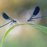 //CUPOTY-© Roelof de Hoog-Blue Beauty Morning//  //CREDIT// © Roelof de Hoog | cupoty.com  //SUBHEAD// Finalist  Name: Roelof de Hoog  Title: Blue Beauty Morning  Nationality: Dutch  Occupation: IT engineer  Further info: www.roelofdehoog.com, Instagram: @roelofdehoog      ‘Damselflies like running water, so early one summer’s morning I headed to a brook to see what I could find. After a while I came across two males warming themselves up. They were in the ideal position for a picture that I had in mind – facing each other with a nice, uncluttered background. I used a wide aperture to create some attractive bokeh behind the insects – it made them look as though they were spot lit. Accurate focusing is crucial in a shot like this, so I took two pictures with different focal points and blended then together so that both damselflies were sharp.’