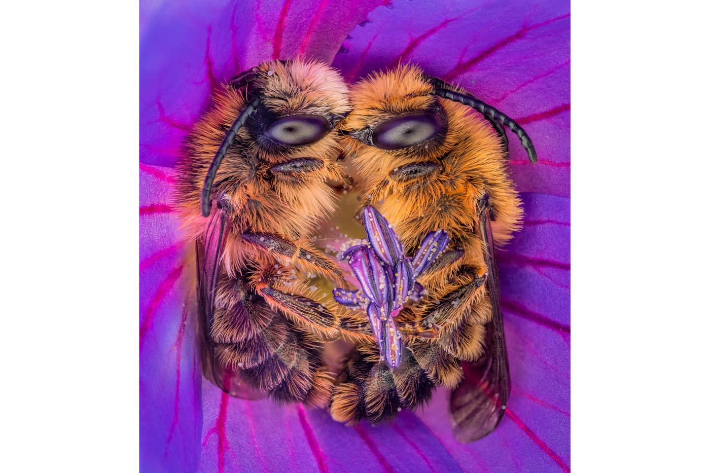 //CUPOTY-© Joris Vegter-Bee Together//  //CREDIT//© Joris Vegter | cupoty.com  //SUBHEAD// Finalist  Name: Joris Vegter  Title: Bee Together  Nationality: Dutch  Occupation: PE teacher  Further info: Instagram: @jornature86, Flickr: Joris Vegter      ‘In 2020 I found a bee sleeping in a flower. I hadn’t seen this kind of behaviour before, so I took a lot of pictures of it. The summer was almost over by then and I didn’t find another sleeping bee that year. In 2021, however, I set myself the goal of finding more bees sleeping in flowers. It took a lot of searching, but I eventually struck gold when I came across these lovely Gold-tailed Melitta bees. The pair were sleeping in such a lovely embrace that it made my heart melt. Many species of wild bee are endangered, so the more we understand and love them the better their chances of survival.’