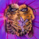 //CUPOTY-© Joris Vegter-Bee Together//  //CREDIT//© Joris Vegter | cupoty.com  //SUBHEAD// Finalist  Name: Joris Vegter  Title: Bee Together  Nationality: Dutch  Occupation: PE teacher  Further info: Instagram: @jornature86, Flickr: Joris Vegter      ‘In 2020 I found a bee sleeping in a flower. I hadn’t seen this kind of behaviour before, so I took a lot of pictures of it. The summer was almost over by then and I didn’t find another sleeping bee that year. In 2021, however, I set myself the goal of finding more bees sleeping in flowers. It took a lot of searching, but I eventually struck gold when I came across these lovely Gold-tailed Melitta bees. The pair were sleeping in such a lovely embrace that it made my heart melt. Many species of wild bee are endangered, so the more we understand and love them the better their chances of survival.’