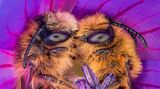 //CUPOTY-© Joris Vegter-Bee Together//  //CREDIT//© Joris Vegter | cupoty.com  //SUBHEAD// Finalist  Name: Joris Vegter  Title: Bee Together  Nationality: Dutch  Occupation: PE teacher  Further info: Instagram: @jornature86, Flickr: Joris Vegter      ‘In 2020 I found a bee sleeping in a flower. I hadn’t seen this kind of behaviour before, so I took a lot of pictures of it. The summer was almost over by then and I didn’t find another sleeping bee that year. In 2021, however, I set myself the goal of finding more bees sleeping in flowers. It took a lot of searching, but I eventually struck gold when I came across these lovely Gold-tailed Melitta bees. The pair were sleeping in such a lovely embrace that it made my heart melt. Many species of wild bee are endangered, so the more we understand and love them the better their chances of survival.’