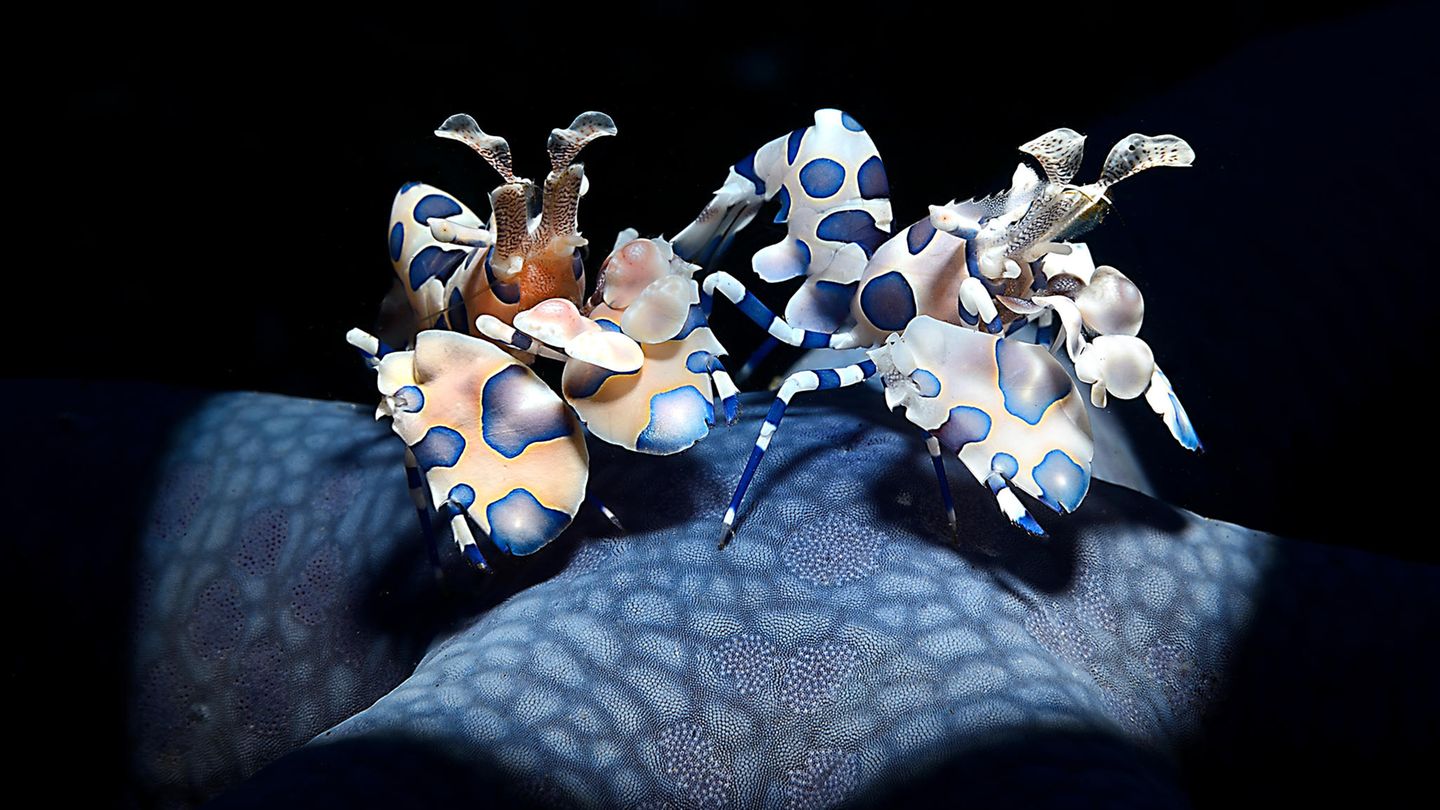 //CUPOTY-© Adriano Morettin-Harlequin Shrimps//  //CREDIT//© Adriano Morettin | cupoty.com  //SUBHEAD// Finalist  Name: Adriano Morettin  Title: Harlequin Shrimps  Nationality: Italian  Occupation: Retired  Further info: Instagram: @adrianomorettin, Facebook: adriano.morettin      ‘These Harlequin shrimps (Hymenocera picta) are feasting on a blue star (Linckia laevigata) in the Lembeh Strait, Indonesia. Breeding pairs stay close together, remaining active and hunting for echinoderms (starfish) during the day. They stand on top of their prey to immobilise it and then flip it over to access its tube feet. To showcase the beautiful details of the shrimps and highlight the lace-like patterns of the starfish, I used a flash (SEACAM Sea Flash 150) with snoot (a Retra LSD).’