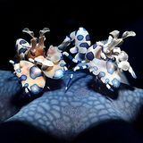//CUPOTY-© Adriano Morettin-Harlequin Shrimps//  //CREDIT//© Adriano Morettin | cupoty.com  //SUBHEAD// Finalist  Name: Adriano Morettin  Title: Harlequin Shrimps  Nationality: Italian  Occupation: Retired  Further info: Instagram: @adrianomorettin, Facebook: adriano.morettin      ‘These Harlequin shrimps (Hymenocera picta) are feasting on a blue star (Linckia laevigata) in the Lembeh Strait, Indonesia. Breeding pairs stay close together, remaining active and hunting for echinoderms (starfish) during the day. They stand on top of their prey to immobilise it and then flip it over to access its tube feet. To showcase the beautiful details of the shrimps and highlight the lace-like patterns of the starfish, I used a flash (SEACAM Sea Flash 150) with snoot (a Retra LSD).’